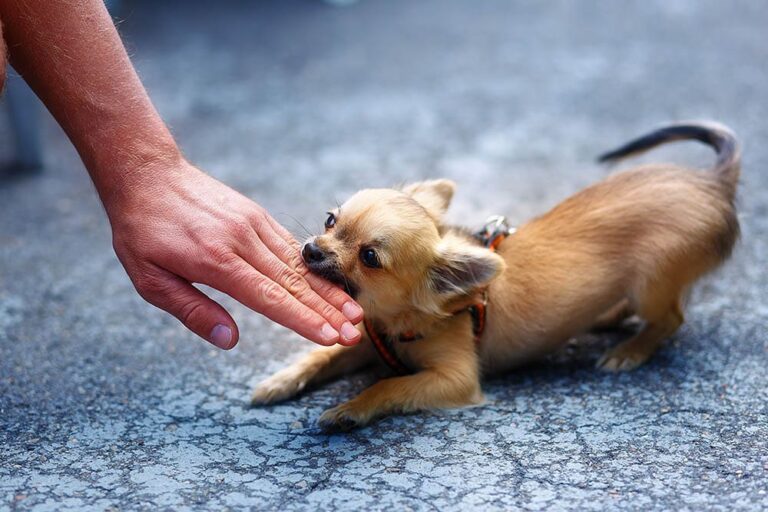 Stop a Chihuahua From Biting