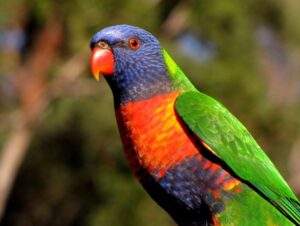 colourful birds