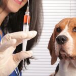 How Much Will My Dog’s Vaccinations Cost?