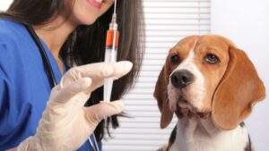 How Much Will My Dog's Vaccinations Cost?