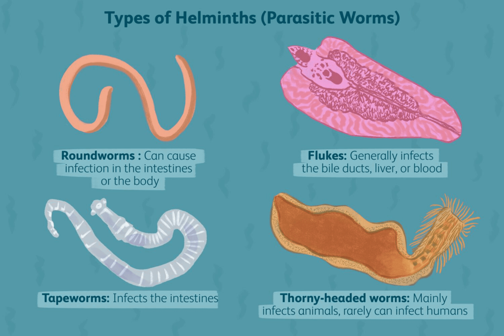 helminth parasites