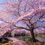 Cherry Blossom Tree – Meaning & History